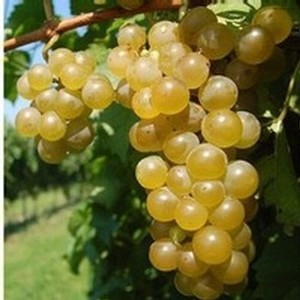 Seyval Blanc Grape