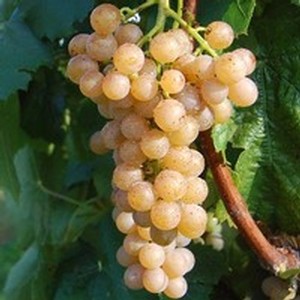 Traminette Grape