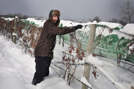 Johnson Estate Winery winemaker Jeff Murphy