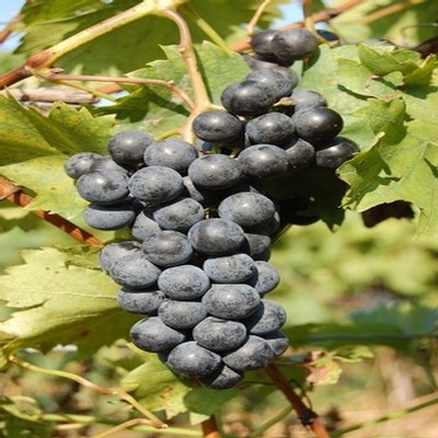 Grapes