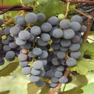 Concord Grape