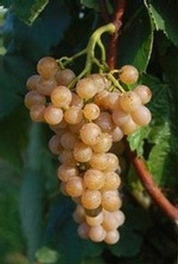 Grapes