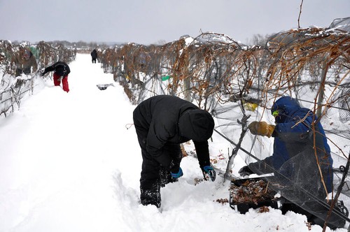 Johnson Estate Winery ice wine harvest