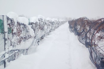 Johnson Estate Winery ice wine harvest