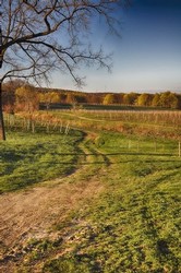 Johnson Estate Vineyards - West Ridge & Chardonnay