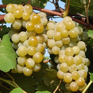 Niagara Grape