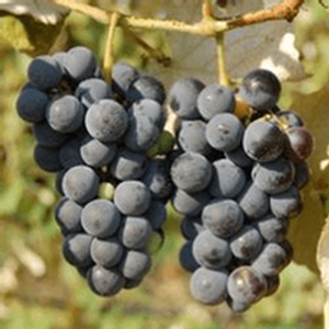 Ives Grape