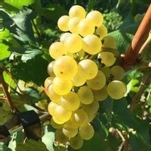 Chardonnay