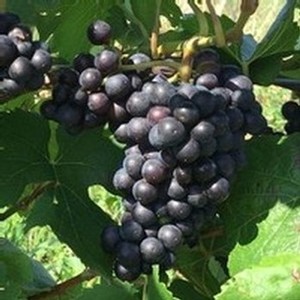 Pinot Noir