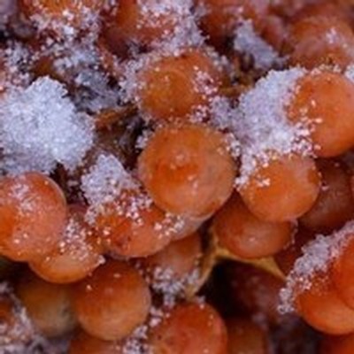 Ice Wine