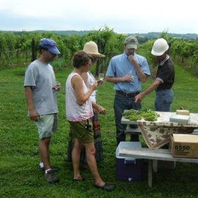 Vineyard Walks