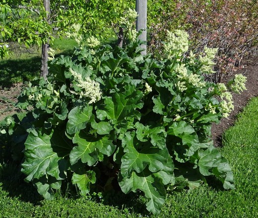 Rhubarb Cake